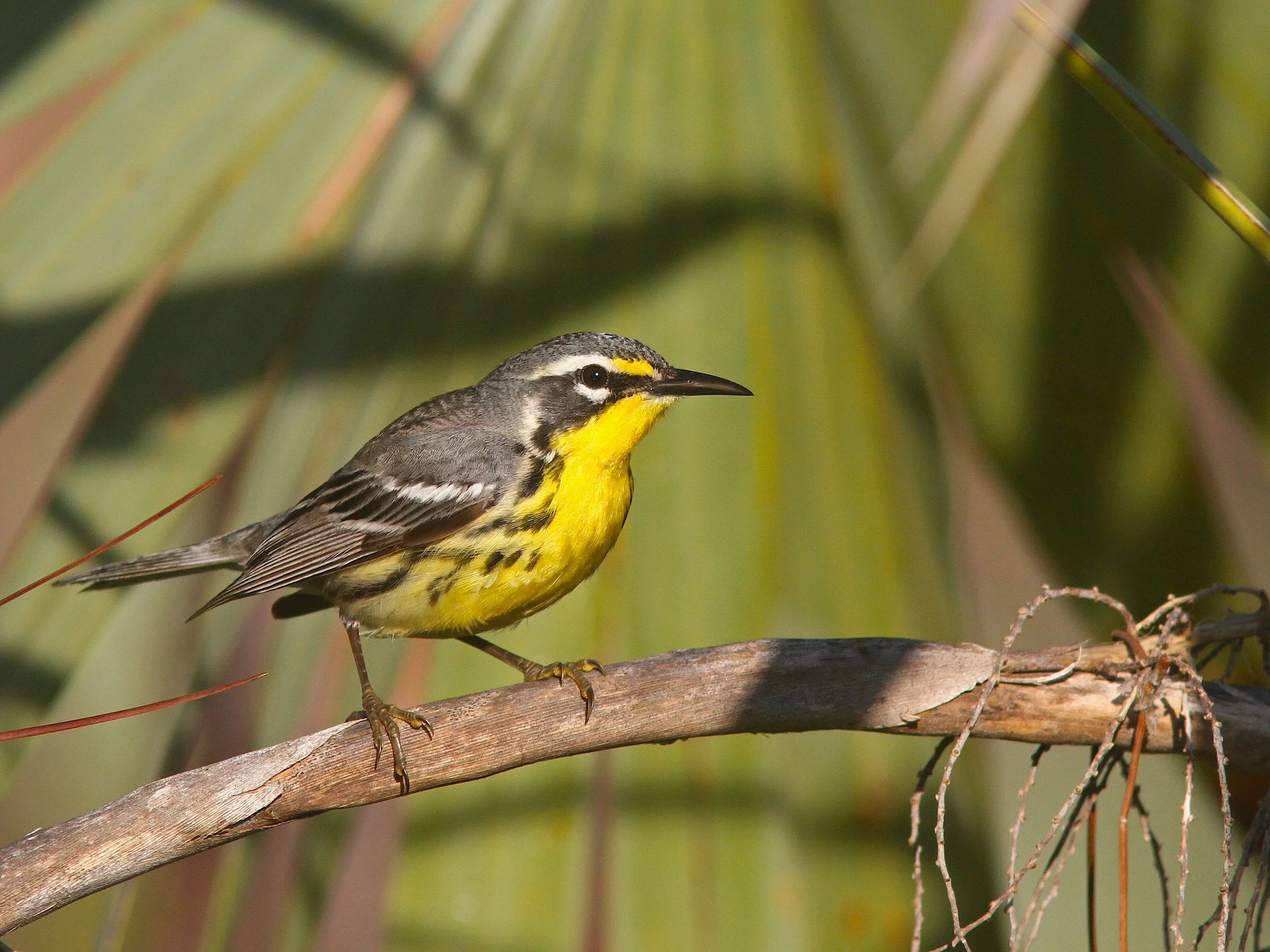 Birdwatching Tour