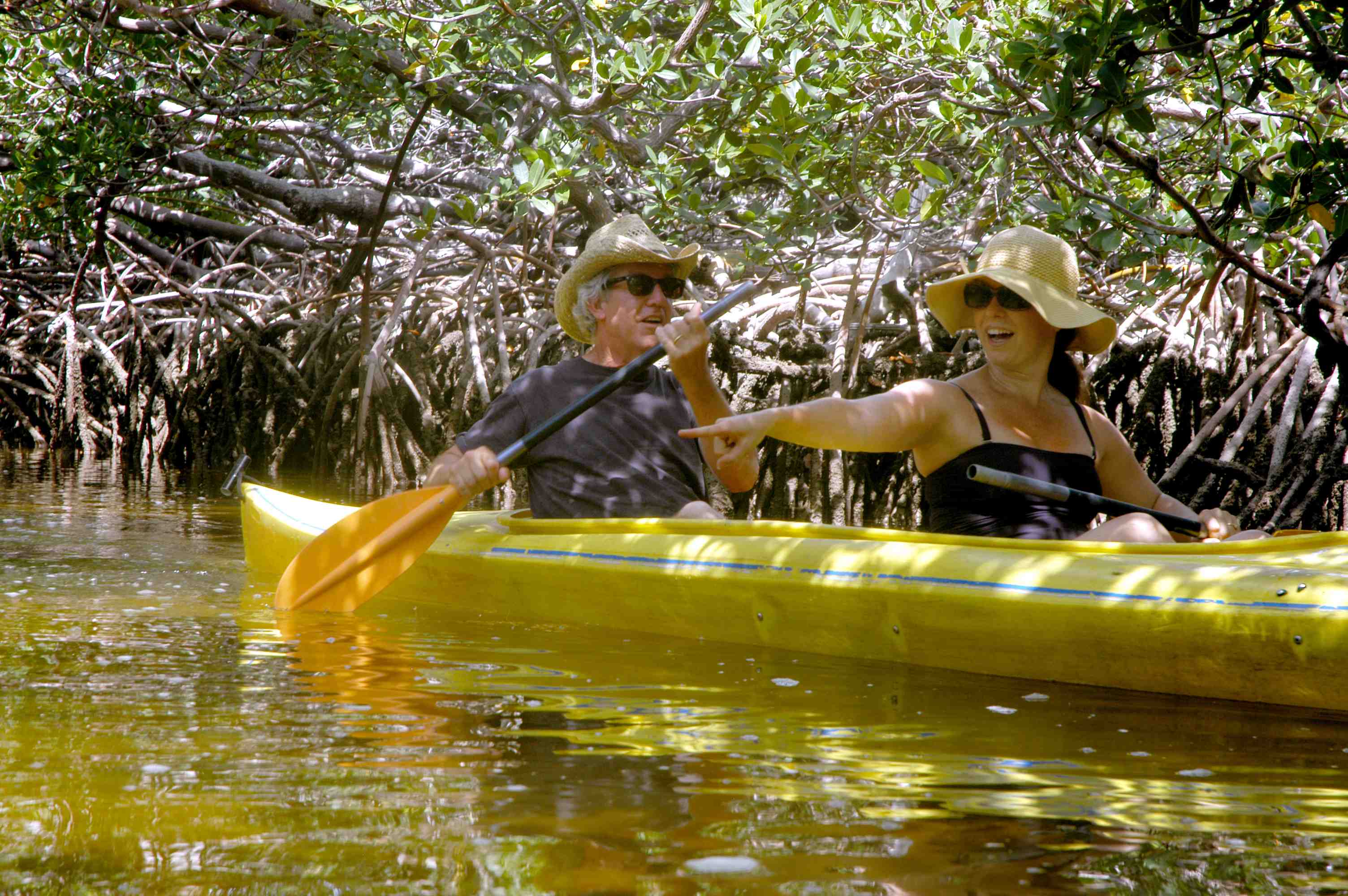 Under the Mangrove Canopy