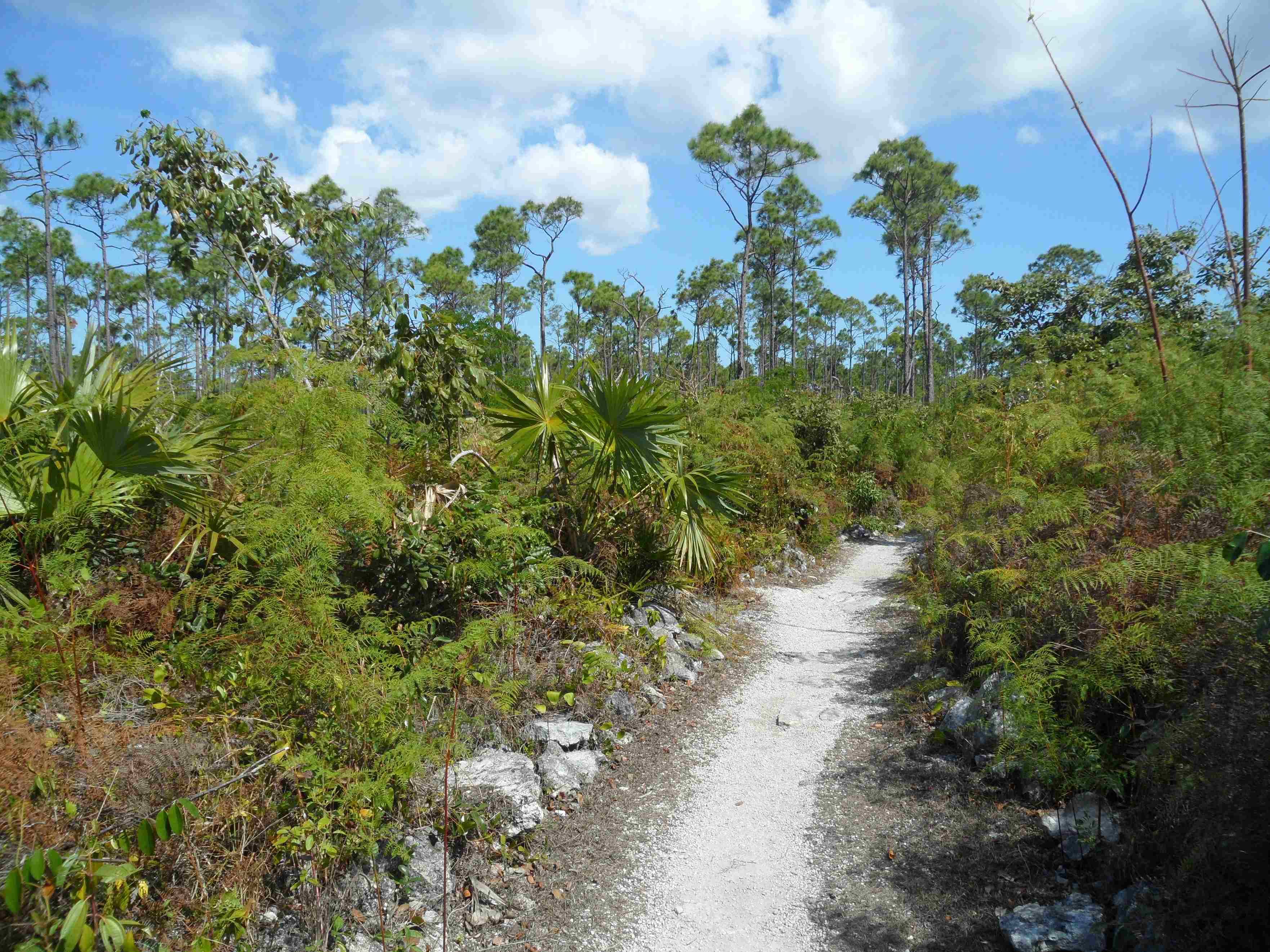 Discover Grand Bahama’s Tropical Vegetation