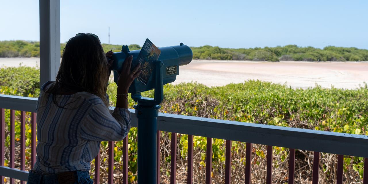 Discover Bahamian Birdlife