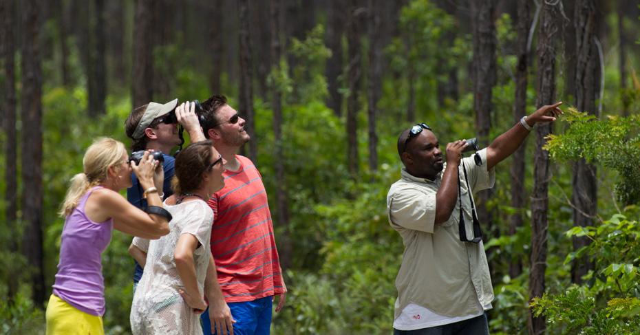Guided Birdwatching Experience