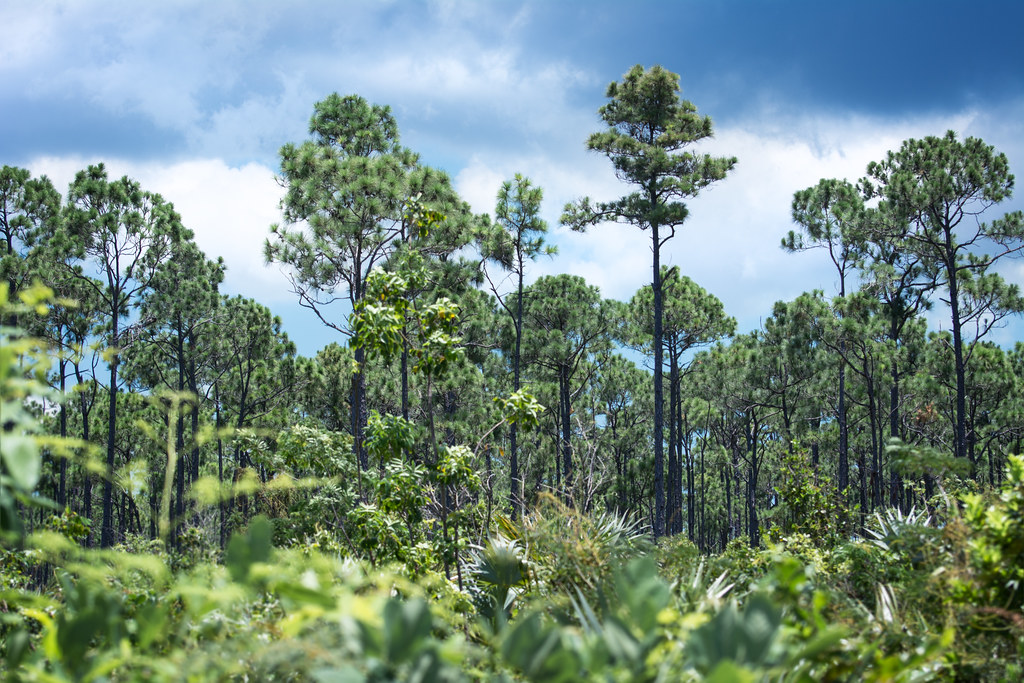 Explore Natural Bird Habitats